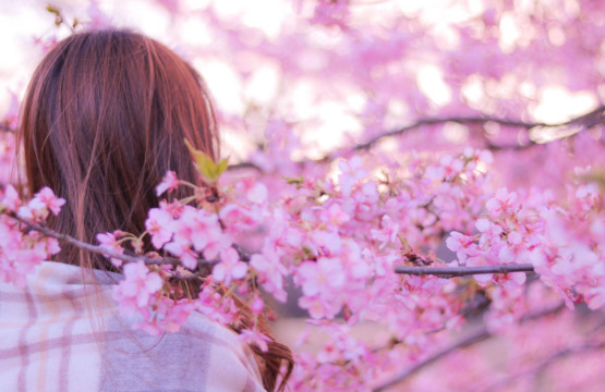 Cherry Blossom with girl